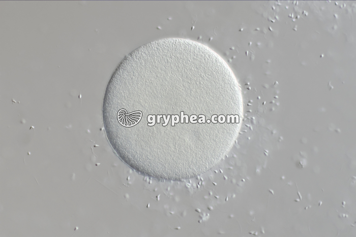 Fécondation chez l'Oursin (Sphaerechinus granularis) x100 - gryphea.org